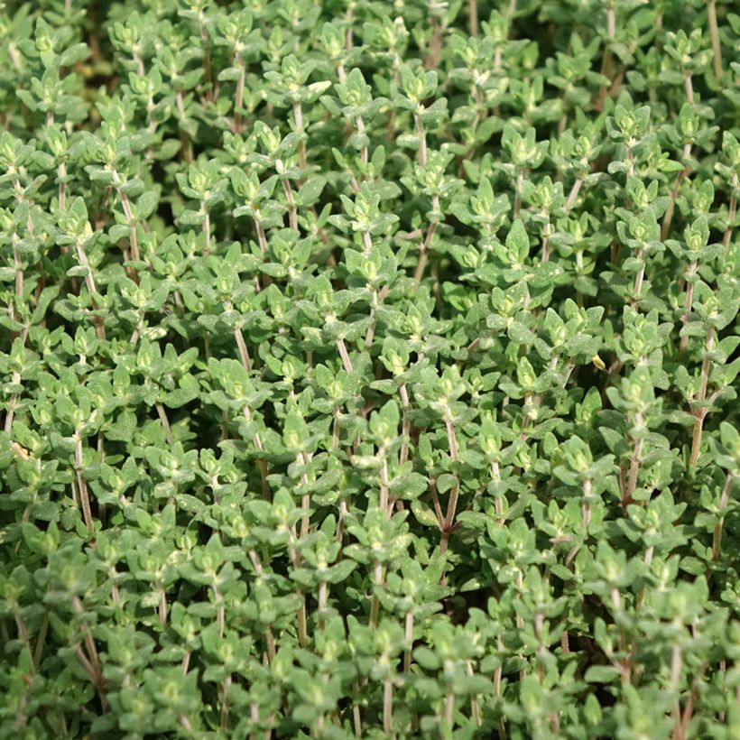 Thym officinal en plant BIO (Feuillage)