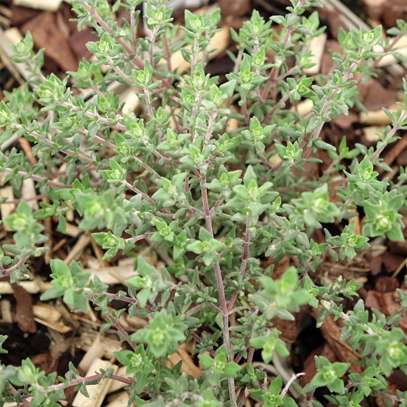 Thym orange en plants - Thymus vulgaris Fragrantissimus (Foliage)