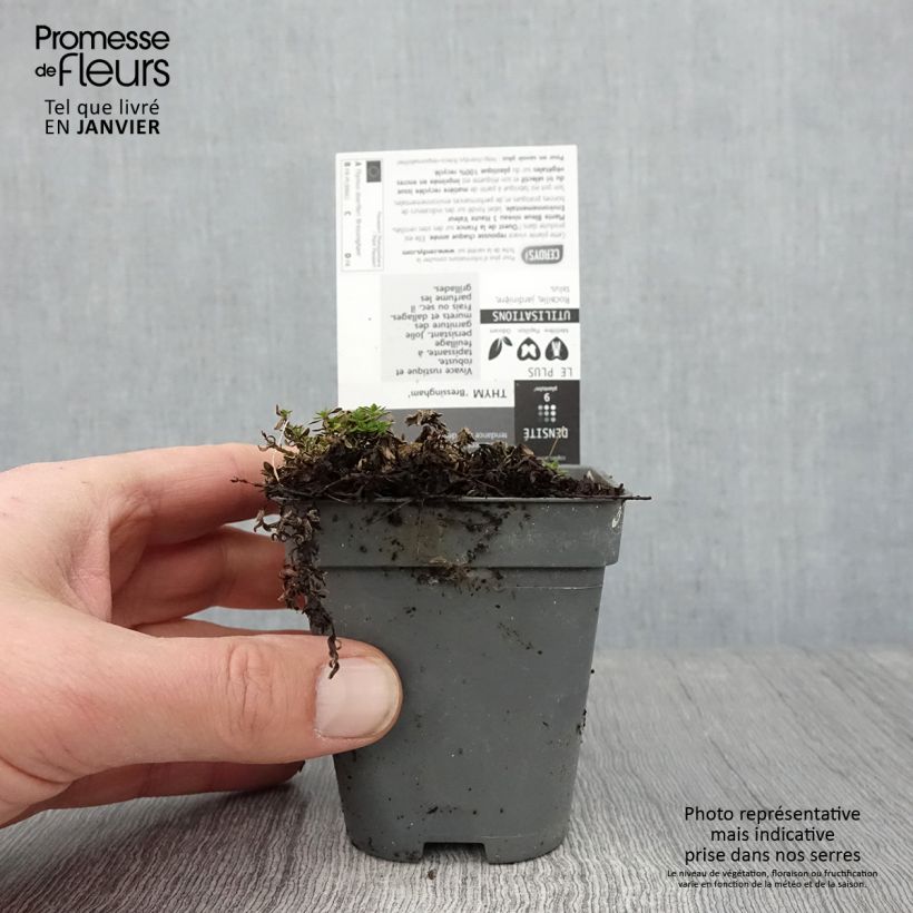 Spécimen de Thymus praecox Bressingham - Thym précoce Godet de 8/9 cm tel que livré en hiver