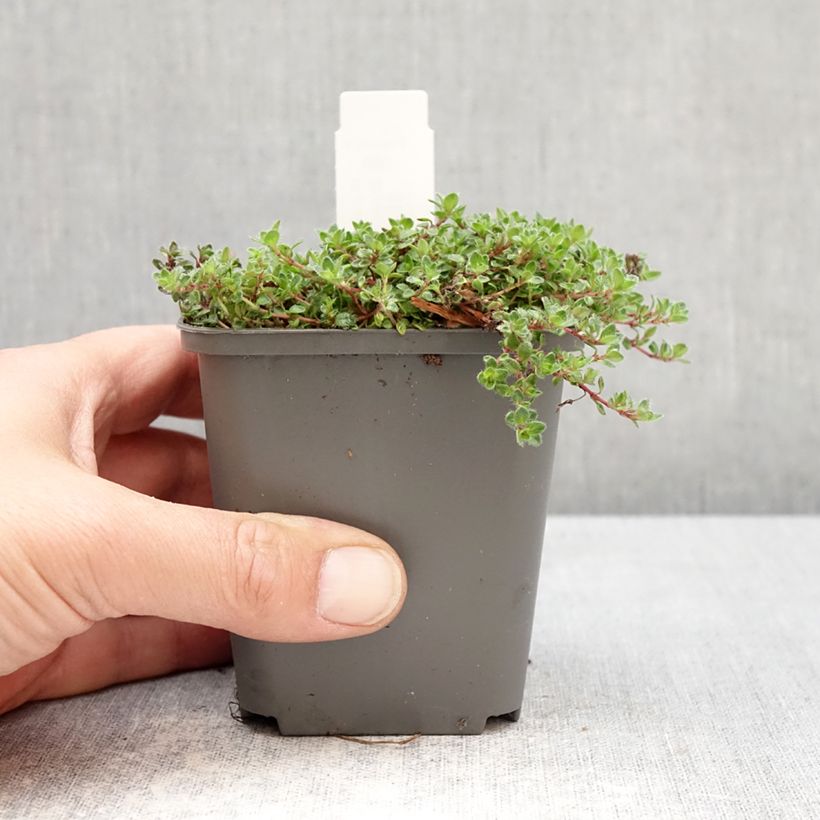 Spécimen de Thymus praecox Bressingham - Thym précoce Godet de 8/9 cm tel que livré au printemps