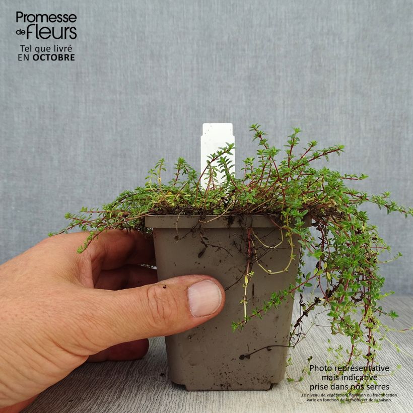 Spécimen de Thymus praecox Red Carpet - Thym précoce Godet de 8/9 cm tel que livré en automne