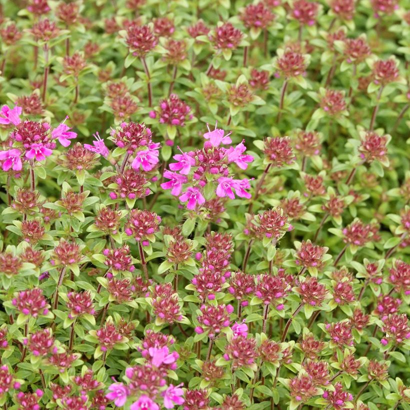 Thymus praecox Red Carpet - Thym précoce (Floraison)