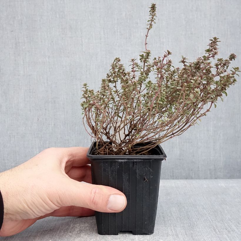 Example of Thymus vulgaris Silver Posie - Thym Silver Posie - Thym argenté le sachet de 1000 graines environ as you get in hiver
