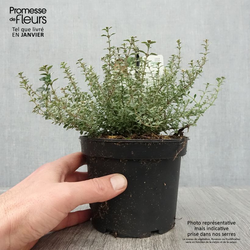 Example of Thymus vulgaris Silver Posie - Thym Silver Posie - Thym argenté Pot de 1,5L/2L as you get in hiver