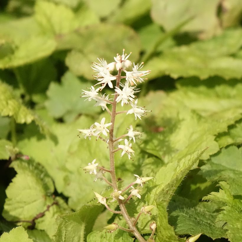 Tiarelle - Tiarella cordifolia (Flowering)