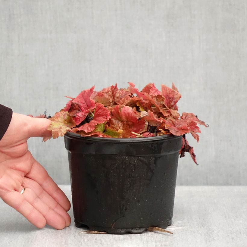 Spécimen de Tiarelle - Tiarella cordifolia Pot de 2L/3L tel que livré en automne