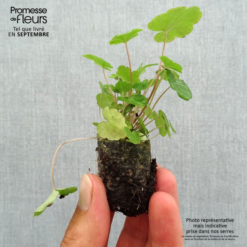 Example of Tiarelle Sugar and Spice Mini-motte Ø 3/4 cm, Plant vert de 3 à 5 cm de haut environ as you get in automne