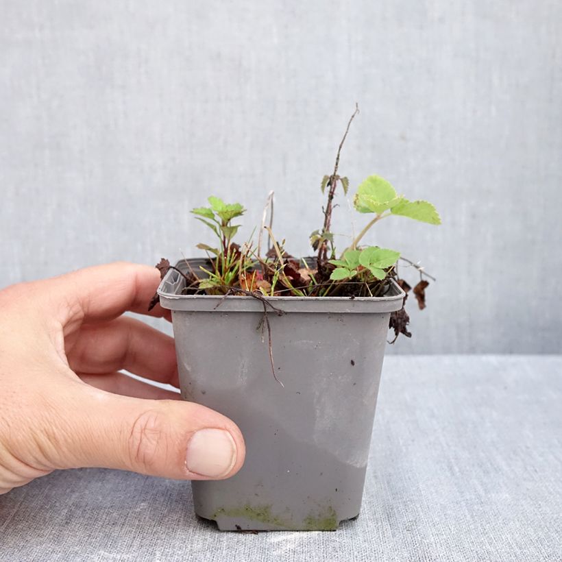 Spécimen de Tiarelle - Tiarella Running Tiger Godet de 8/9 cm tel que livré en automne