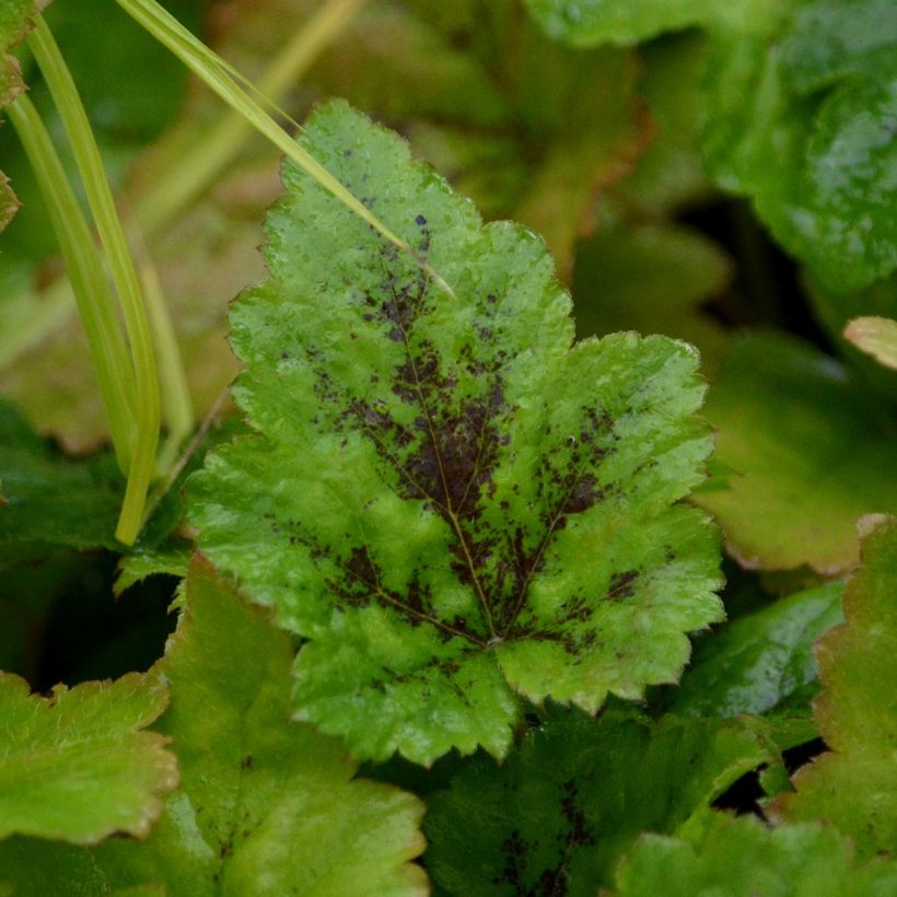 Tiarelle - Tiarella Tiger Stripe (Foliage)
