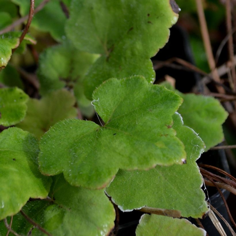 Tiarelle - Tiarella wherryi (Foliage)