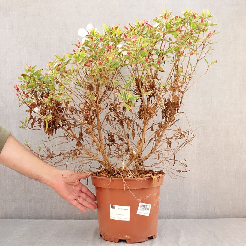 Spécimen de Tibouchina urvilleana Peace Baby Pot de 7,5L/10L tel que livré en été
