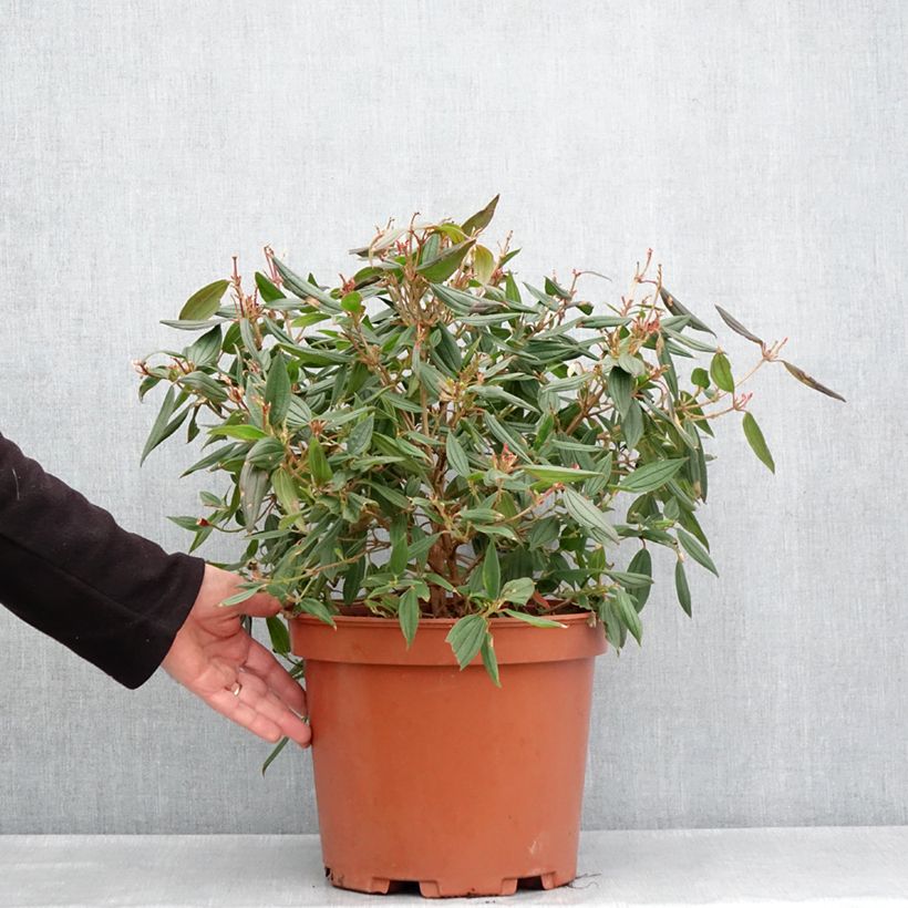 Example of Tibouchina urvilleana Peace Baby Pot de 7,5L/10L as you get in printemps