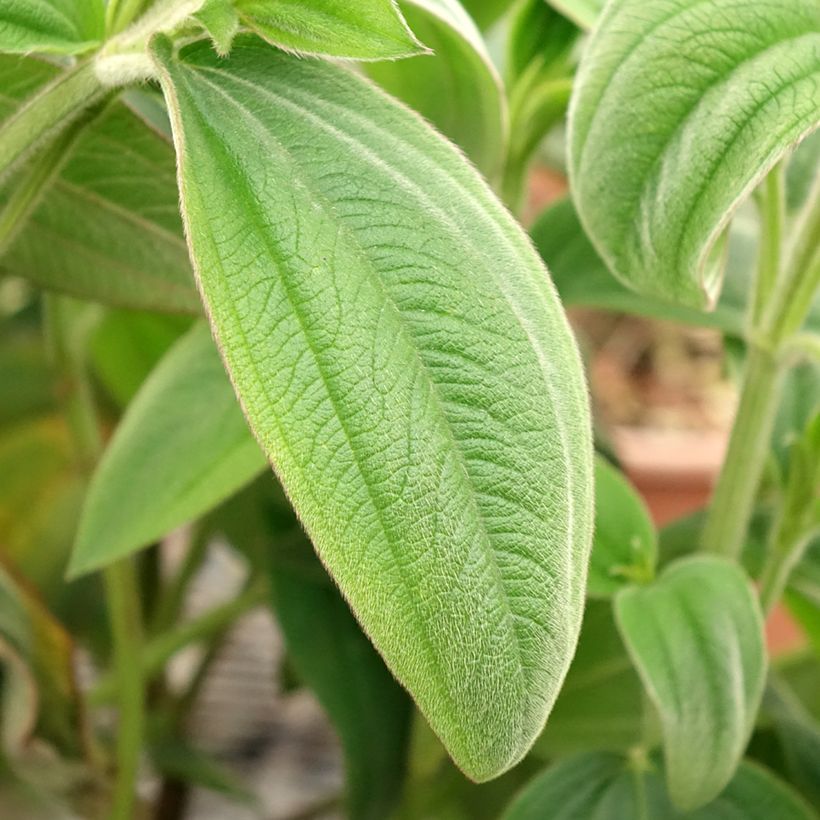 Tibouchina urvilleana - Tibouchine d'Urville (Foliage)