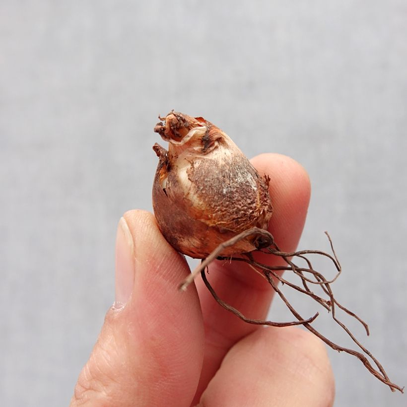 Example of Tigridia pavonia Alba - Oeil de Paon  Bulbe calibre 7+ as you get in printemps