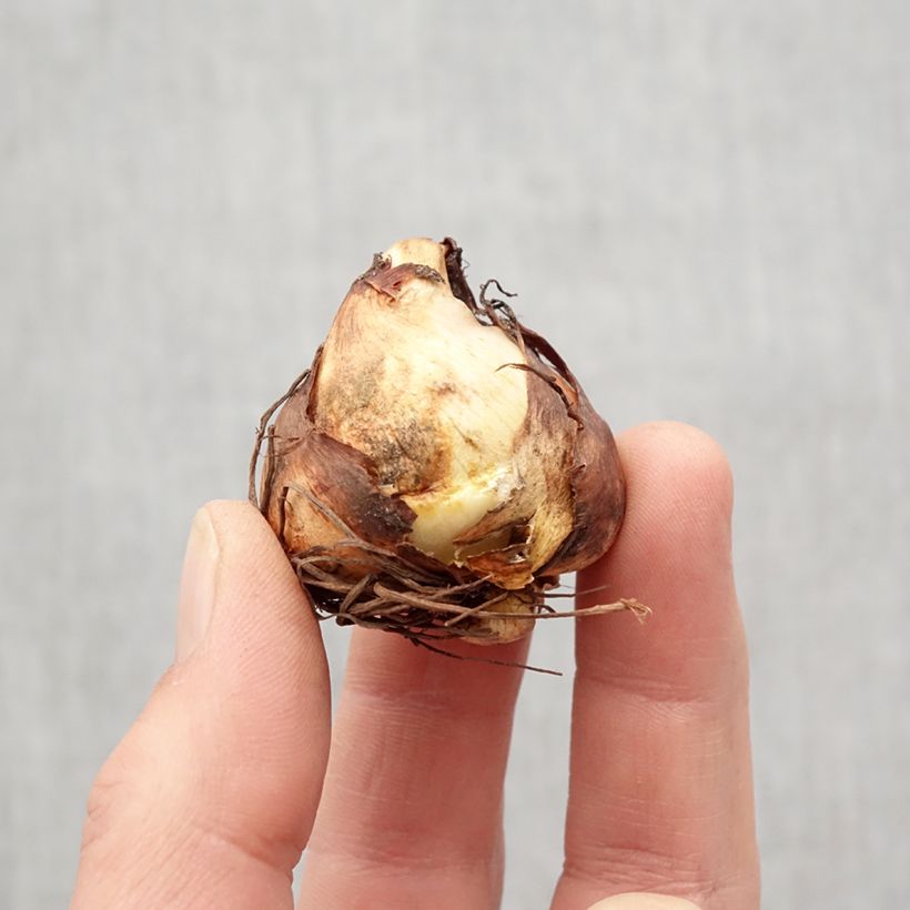 Example of Tigridia pavonia Aurea - Oeil de Paon Bulbe calibre 7+ as you get in printemps