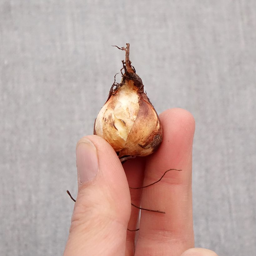 Example of Tigridia pavonia en mélange - Oeil de Paon Bulbe calibre 7+ as you get in printemps