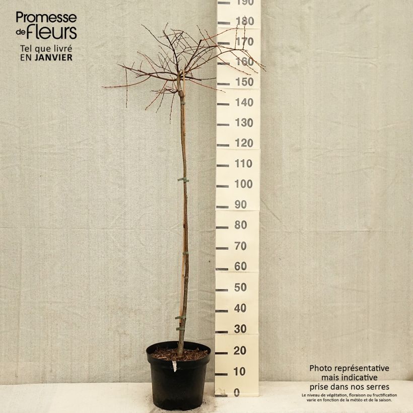 Example of Tilia cordata Pevé Kronenberg - Tilleul à petites feuilles Pot de 12L/15L, Tige as you get in hiver