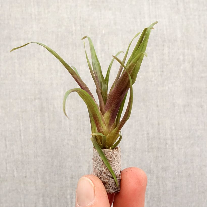 Example of Tillandsia Andreas Mini-plante as you get in printemps