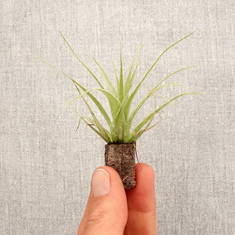 Spécimen de Tillandsia Samantha Mini-plante tel que livré au printemps