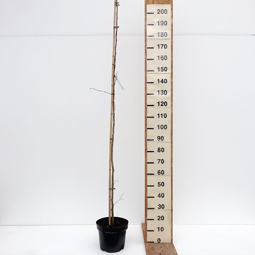 Example of Tilleul à grandes feuilles - Tilia platyphyllos Laciniata Pot de 7,5L/10L as you get in hiver