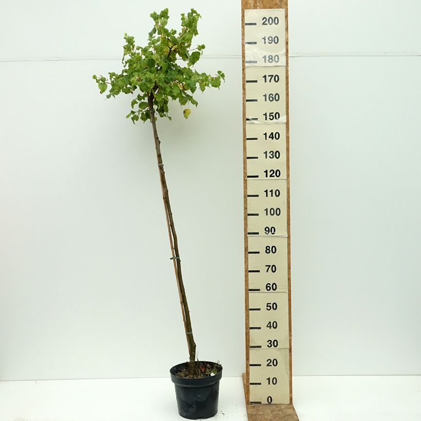 Spécimen de Tilleul à petites feuilles nain Simone - Tilia cordata  Pot de 7,5L/10L, Tige tel que livré en été