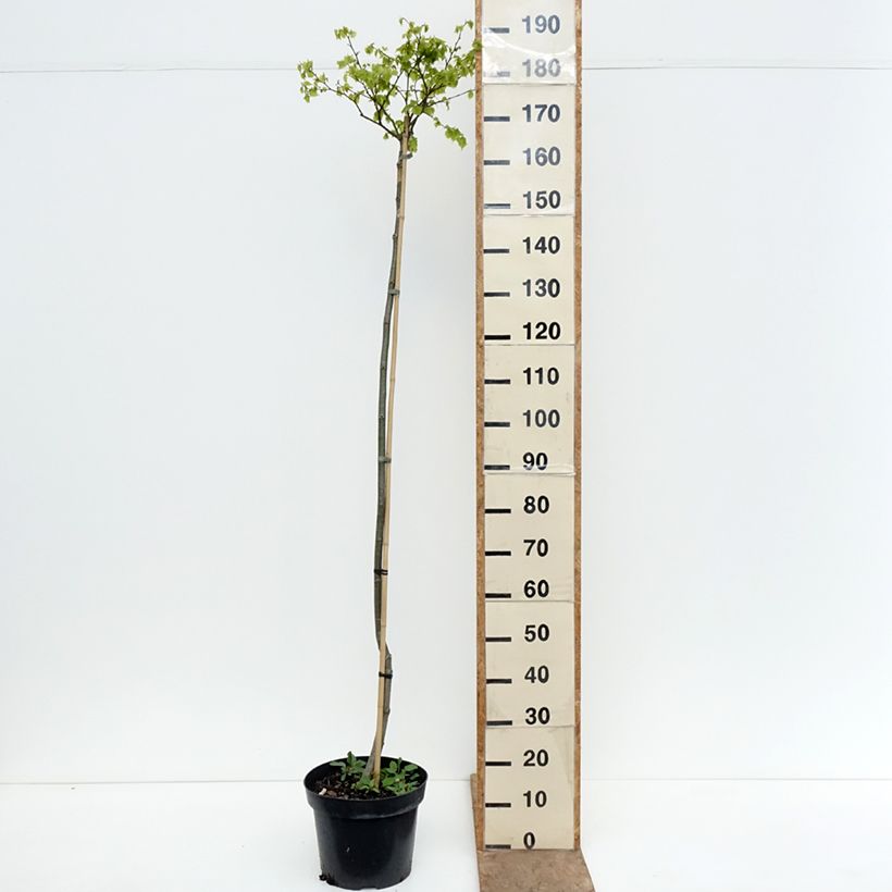 Spécimen de Tilleul à petites feuilles nain Simone - Tilia cordata  Pot de 7,5L/10L, Tige tel que livré au printemps