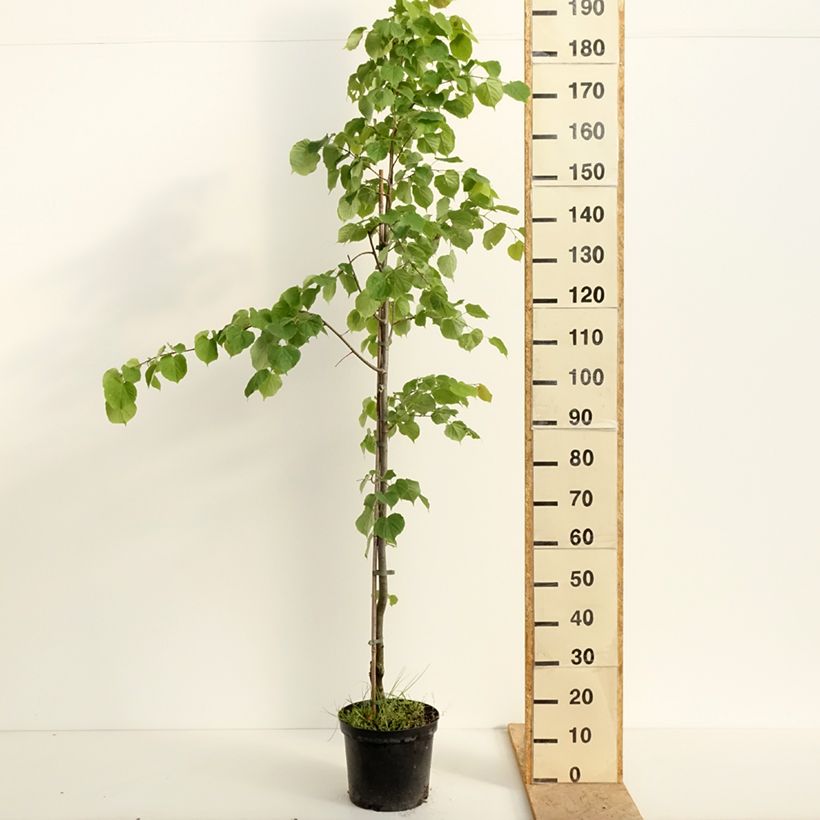 Example of Tilleul à petites feuilles Swedish Upright - Tilia cordata  Pot de 7,5L/10L as you get in printemps