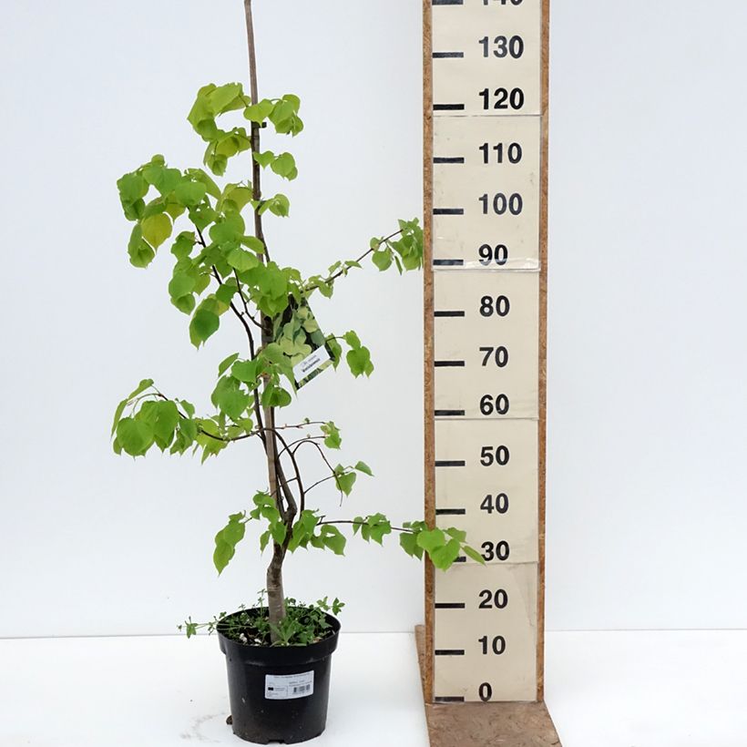 Spécimen de Tilleul commun - Tilia x europaea Wratislaviensis Pot de 7,5L/10L tel que livré au printemps