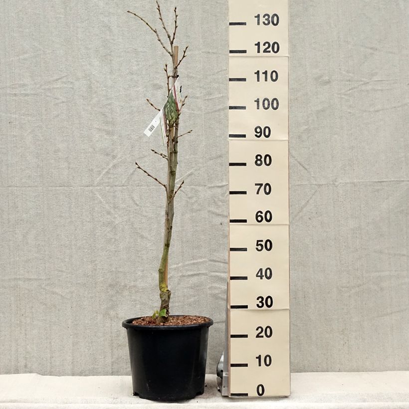 Example of Tilleul de Henry - Tilia henryana Pot de 7,5L/10L, Baliveau as you get in printemps