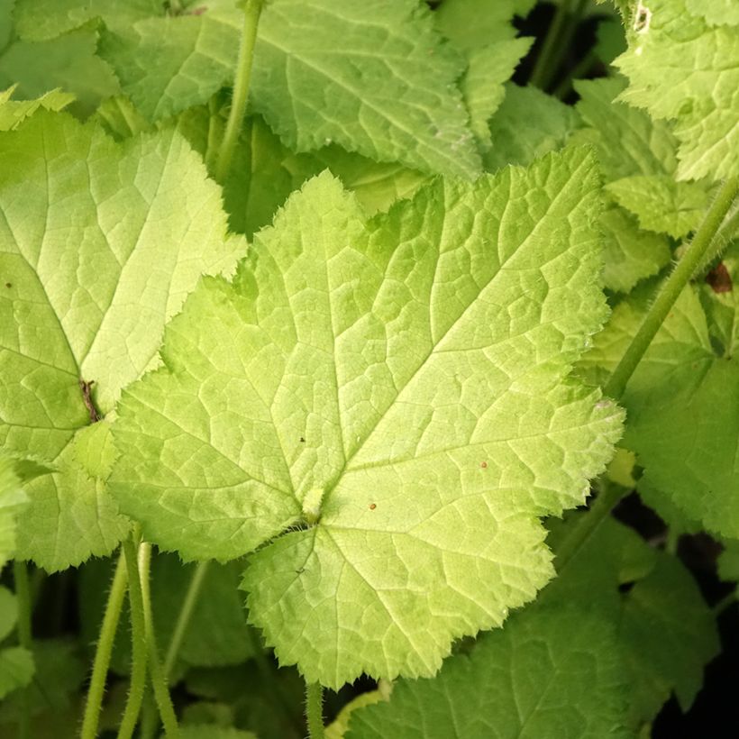 Tolmiea menziesii Cool Gold - Tolmie de Menzies - La poule et ses poussins (Feuillage)
