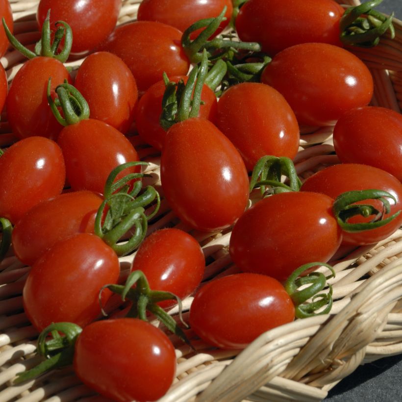 Tomate Aligote F1 - Vilmorin  (Harvest)