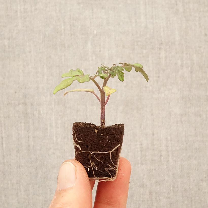 Spécimen de Tomate Balconi Yellow F1 en plants - Tomate cerise jaune Mini-motte Ø 3/4 cm tel que livré au printemps