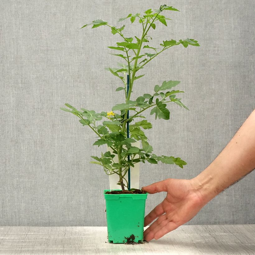 Example of Tomate cerise Harmony F1 en plants GREFFES Pot de 10 cm/11cm as you get in printemps