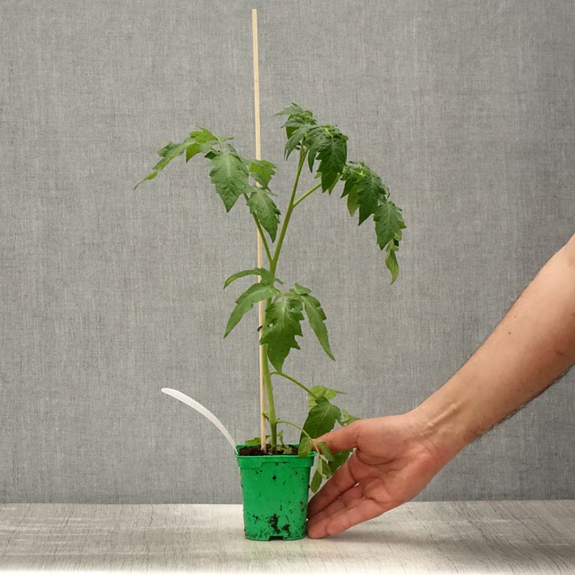 Example of Tomate Crimson Crush en plants GREFFES Pot de 10 cm/11cm as you get in printemps
