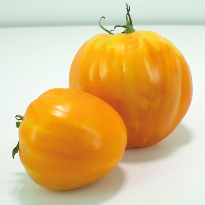 Tomate Ochsenherz Orange en plants GREFFES (Harvest)