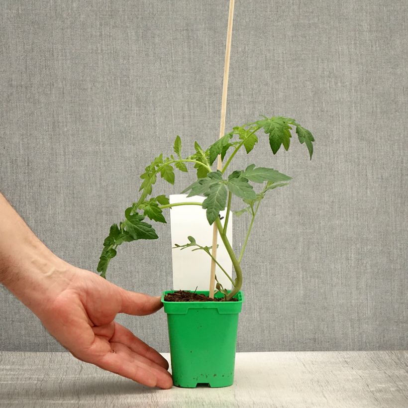 Example of Tomate Saint-Pierre en plants Pot de 10 cm/11cm as you get in printemps