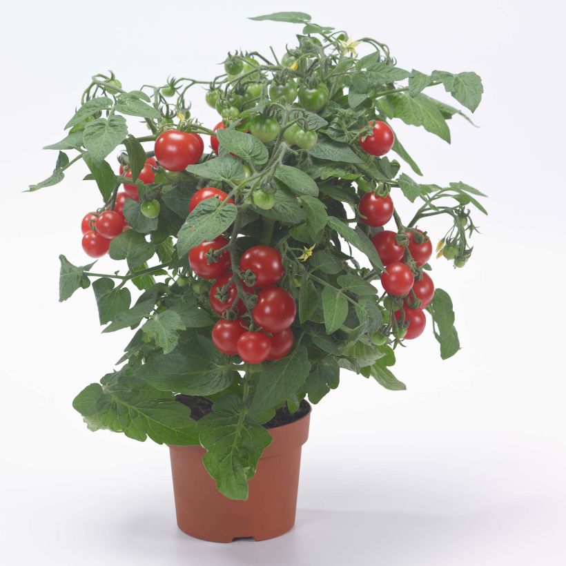 Tomate Sturdy Jo en plants - Tomate-cocktail (Plant habit)