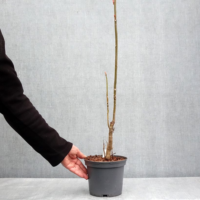 Example of Toona sinensis Flamingo - Acajou de Chine Pot de 2L/3L as you get in printemps