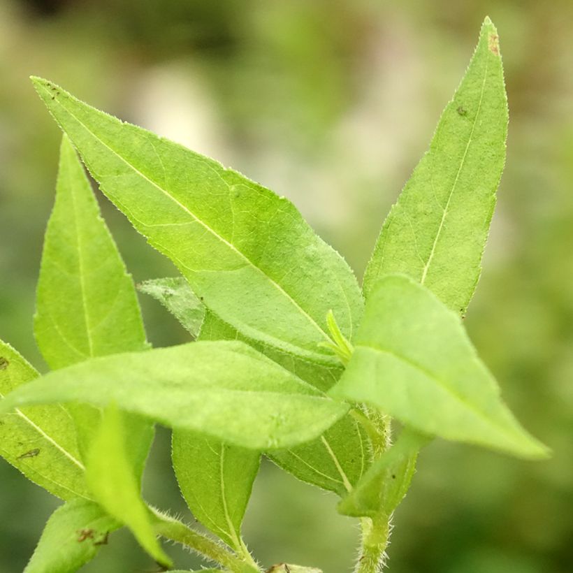 Topinambour Nain BIO - Helianthus tuberosus (Foliage)