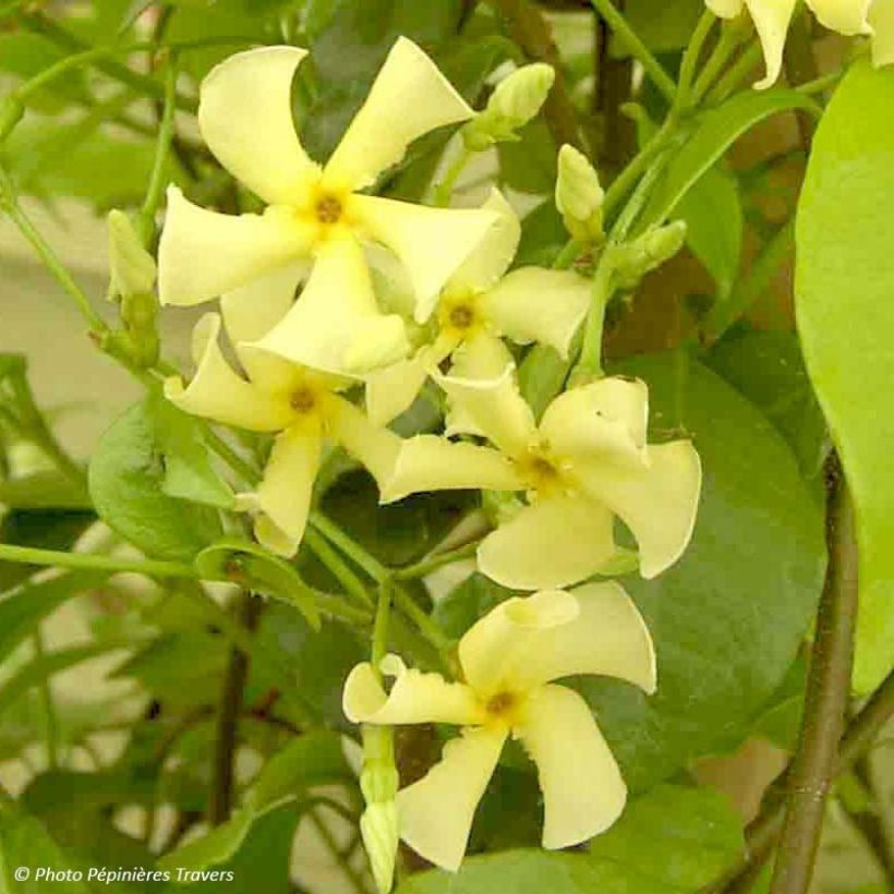 Trachelospermum asiaticum - Faux jasmin jaune (Flowering)