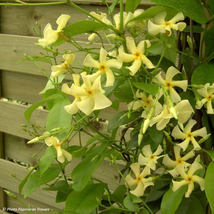 Trachelospermum asiaticum - Faux jasmin jaune (Plant habit)