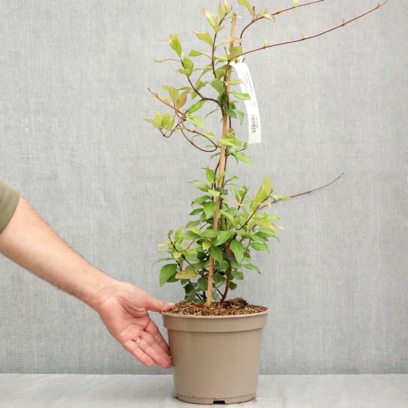 Spécimen de Trachelospermum asiaticum Chili & Vanilla - Faux-jasmin  Pot de 3L/4L tel que livré en été