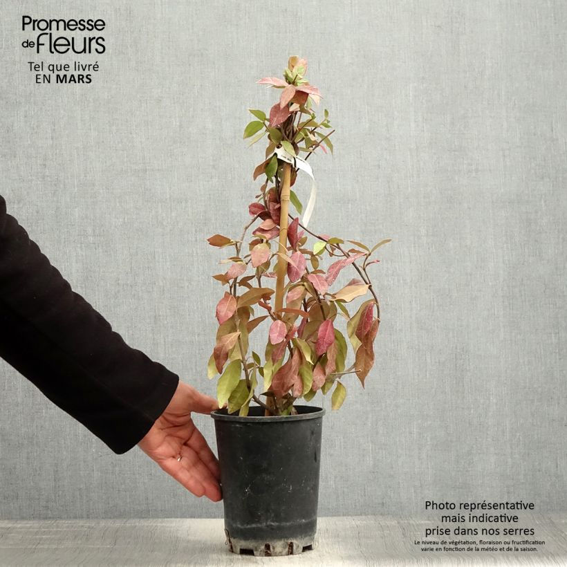 Example of Trachelospermum asiaticum - Faux jasmin jaune Pot de 2L/3L as you get in printemps