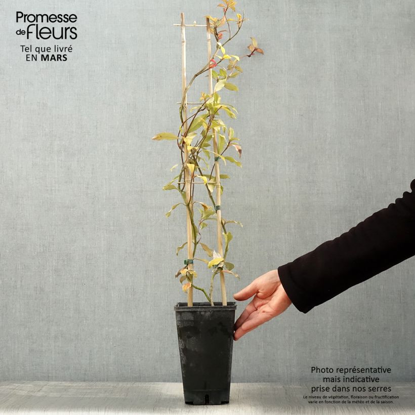 Spécimen de Trachelospermum asiaticum Pink Showers - Jasmin étoilé Pot de 2L/3L tel que livré au printemps