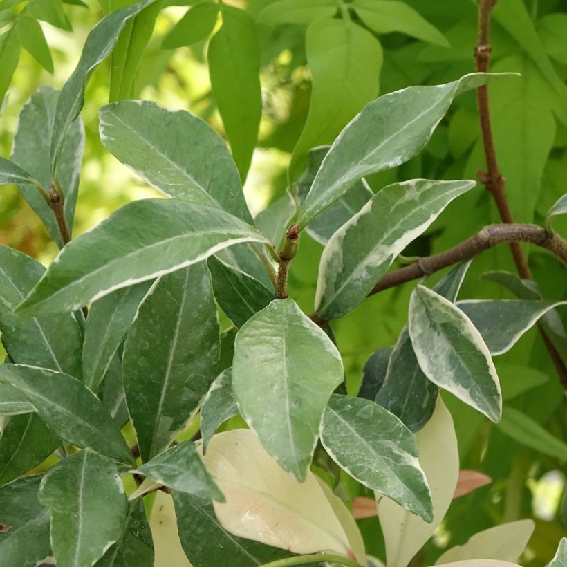 Trachelospermum asiaticum Star of Milano - Jasmin étoilé (Foliage)