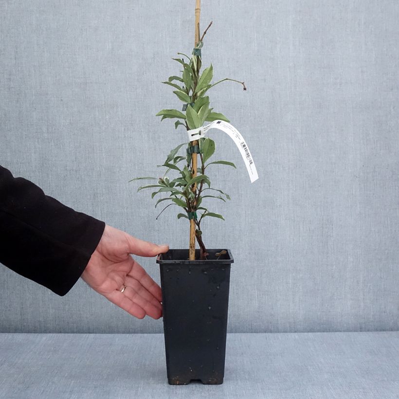 Example of Trachelospermum asiaticum Star of Milano - Jasmin étoilé Pot de 1,5L/2L as you get in printemps