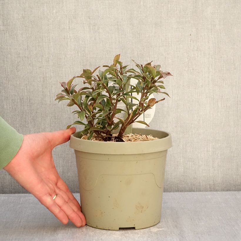 Example of Trachelospermum asiaticum Star of Milano - Jasmin étoilé Pot de 3L/4L as you get in hiver