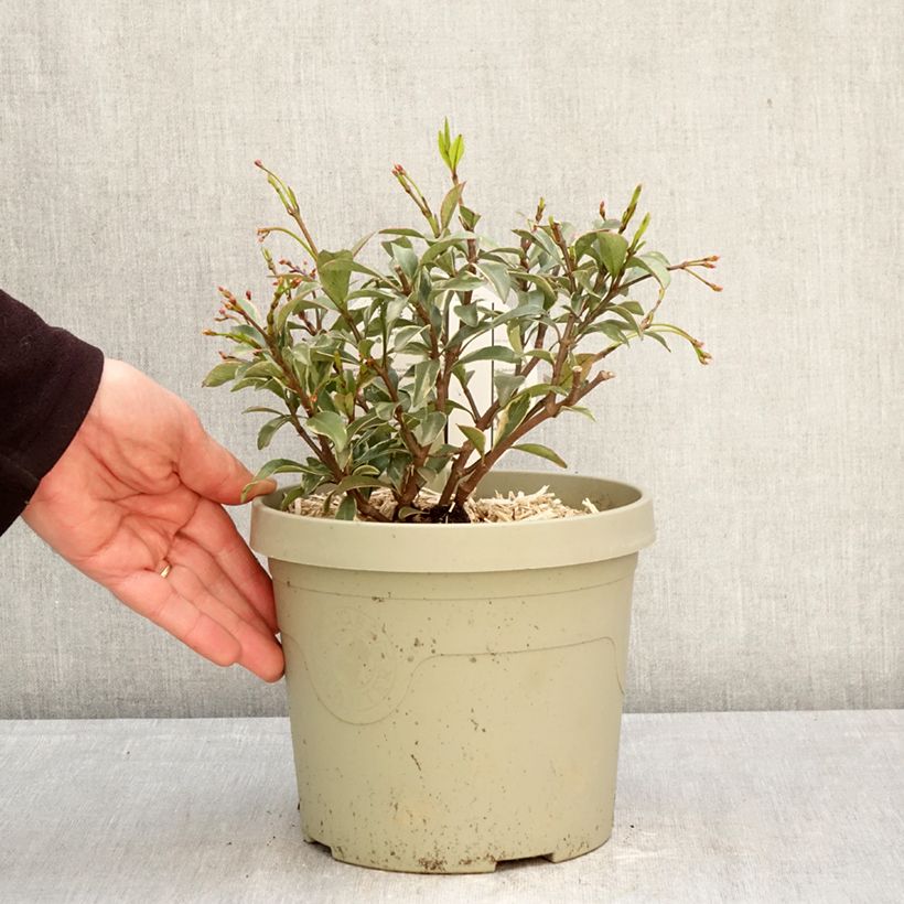 Spécimen de Trachelospermum asiaticum Star of Milano - Jasmin étoilé Pot de 3L/4L tel que livré au printemps