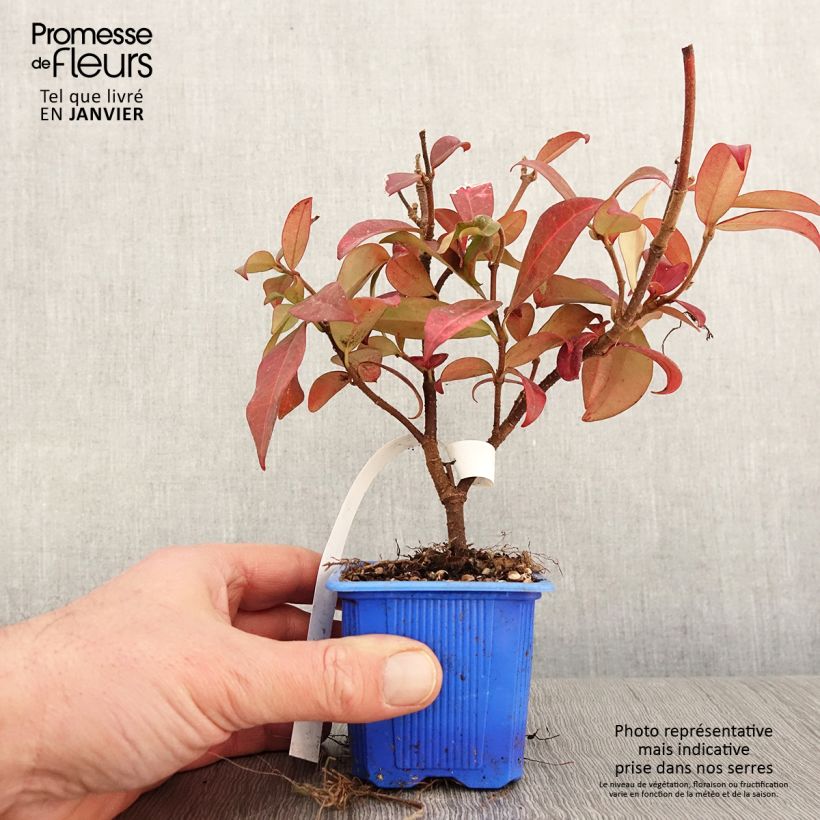 Example of Trachelospermum jasminoides Winter Ruby - Jasmin étoilé Godet de 8/9 cm as you get in hiver