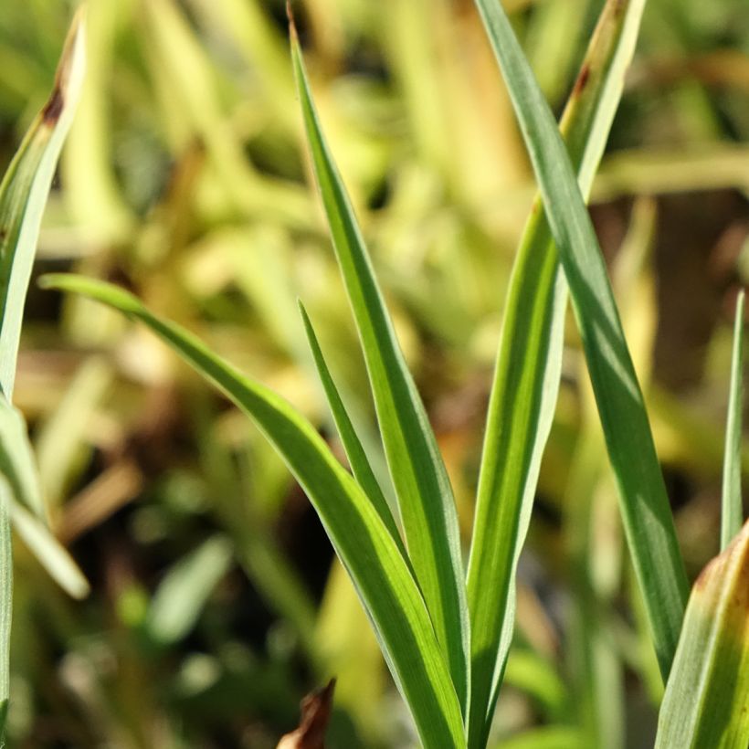 Tradescantia andersoniana Domaine de Courson (Feuillage)